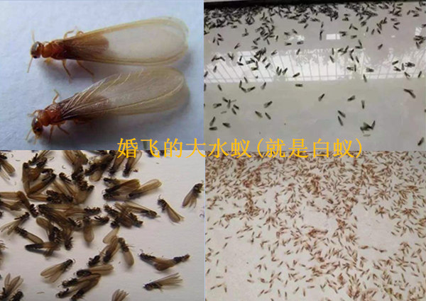 花都区白蚁防治中心丨广州花都灭白蚁公司彻底消杀白蚁专家