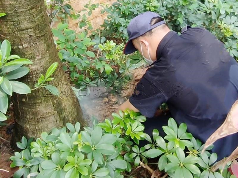 深圳福永灭白蚁公司,宝安区福永白蚁防治中心