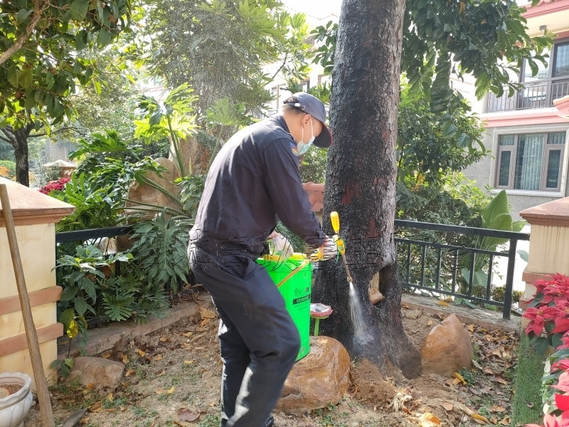 惠州惠东区平山街道灭白蚁,惠州惠东区白蚁防治,惠州杀白蚁公司