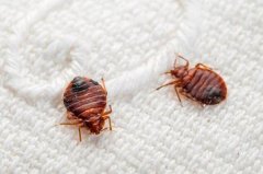 除虫公司告诉你2017年最佳灭臭虫的方法-惠州杀臭虫公司