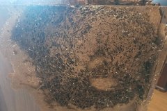 白蚁巢是怎样形成的-惠州白蚁防治，惠州灭白蚁，惠州治白蚁公司