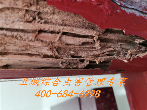 惠州灭白蚁公司,白蚁的危害,白蚁预防的重要性